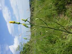 Image of black salsify