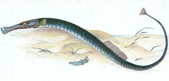 Image of Sargassum Pipefish