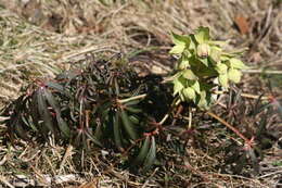 Image of Stinking Hellebore