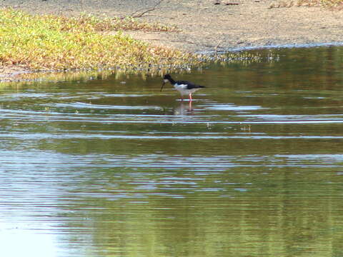 Image of Hawaiian stilt