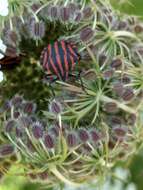 Image of <i>Graphosoma italicum</i>