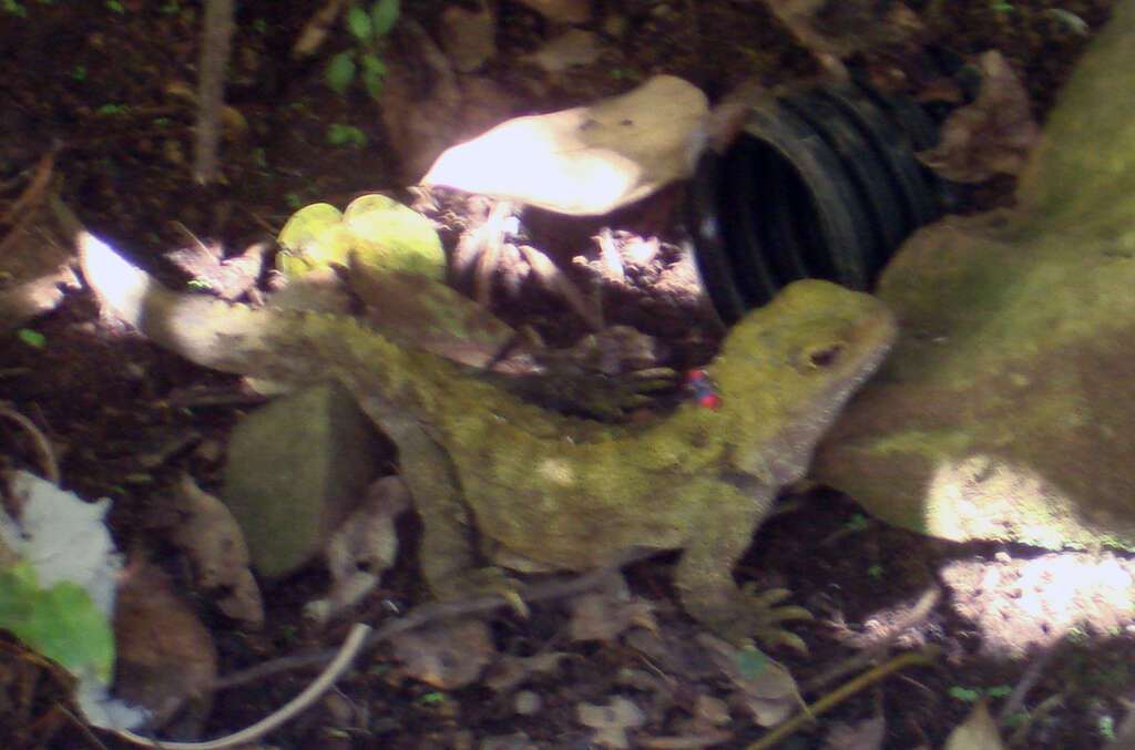 Image of Cook Strait Tuatara