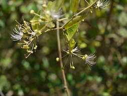 Image de Capparis sepiaria L.