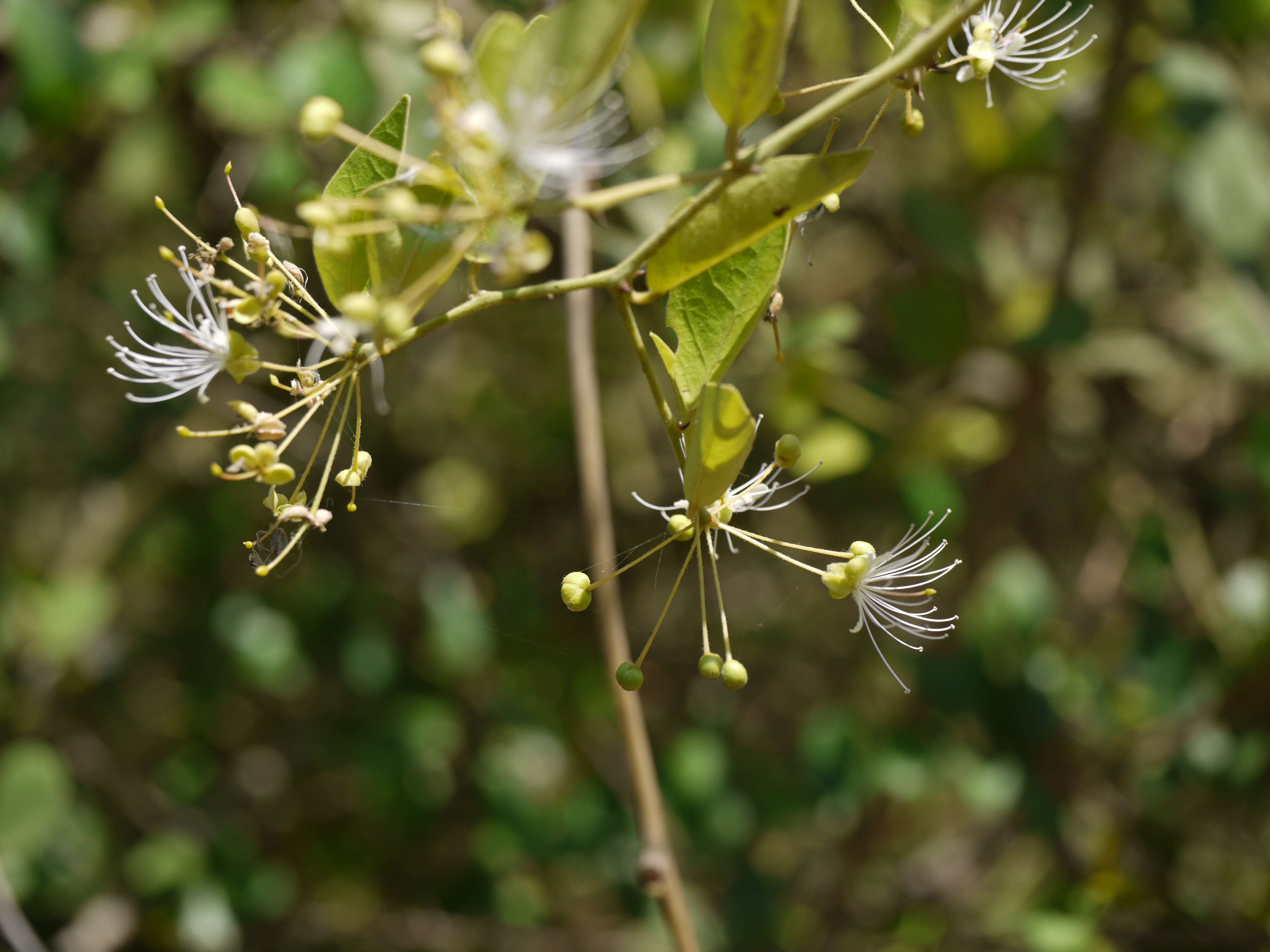 Image de Capparis sepiaria L.