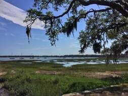 Image of Spanish moss