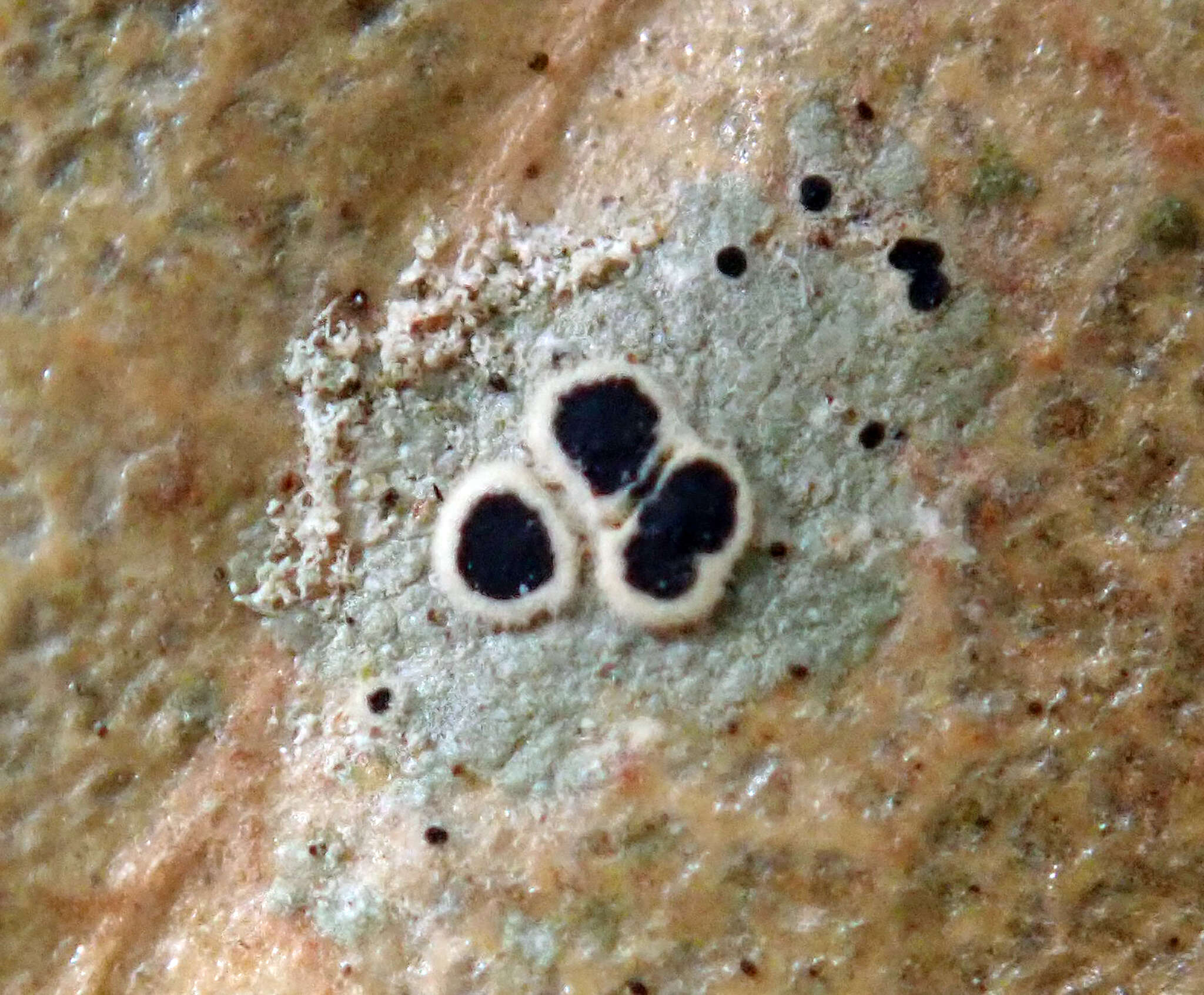 Image of byssoloma lichen