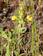 Image of Yellow Glandweed