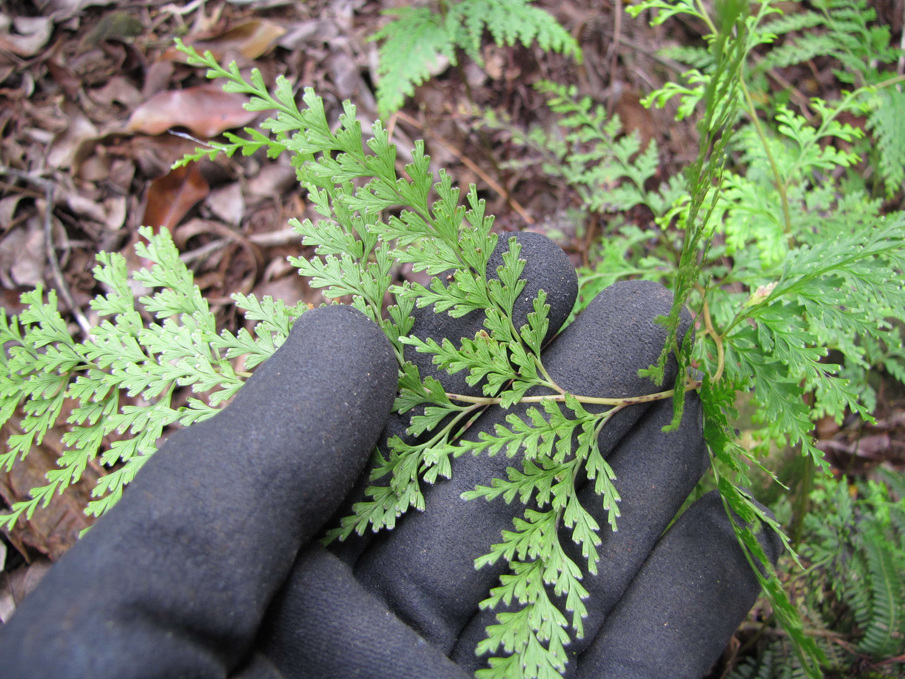 صورة Odontosoria chinensis (L.) J. Sm.