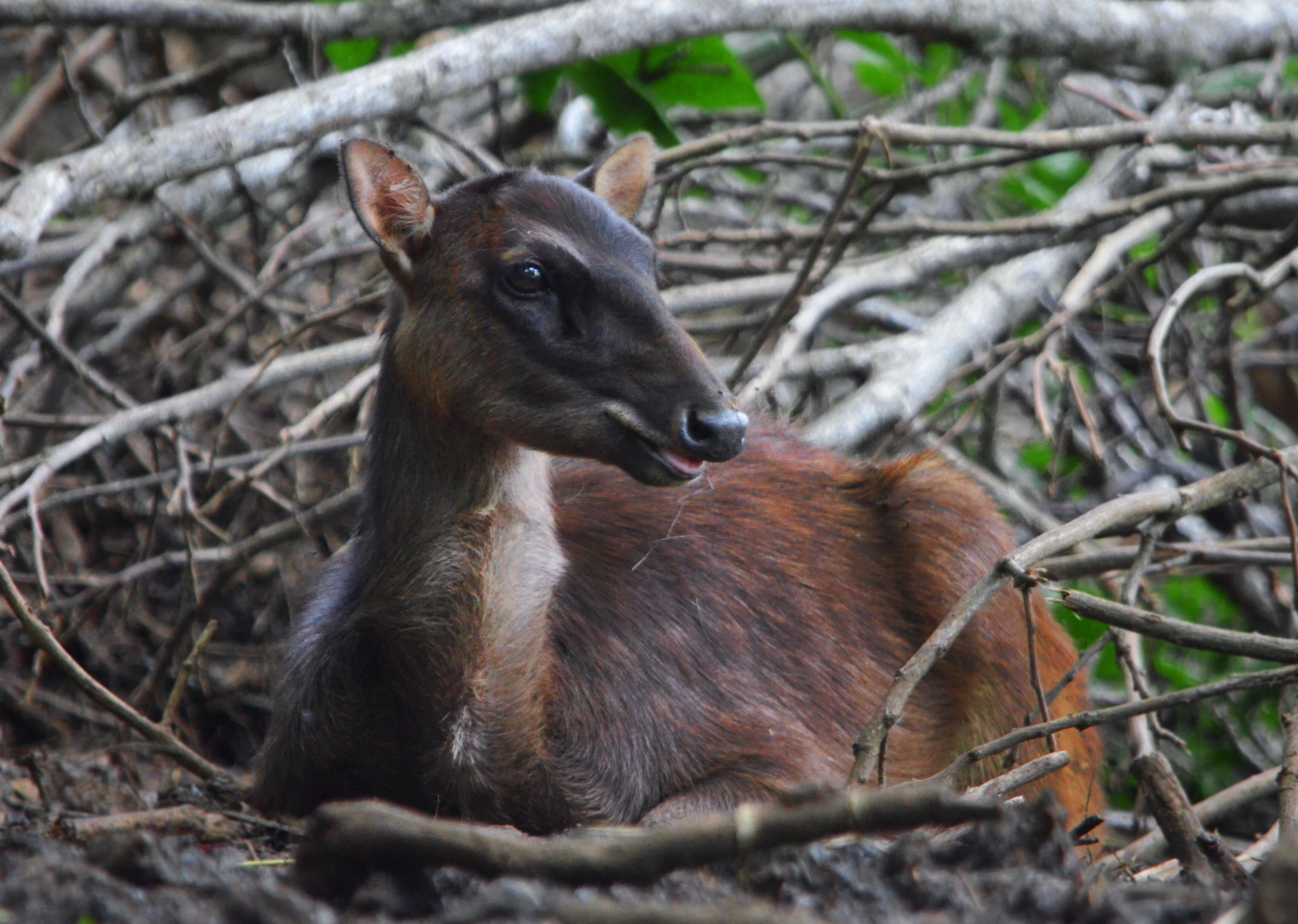 Imagem de Rusa marianna (Desmarest 1822)