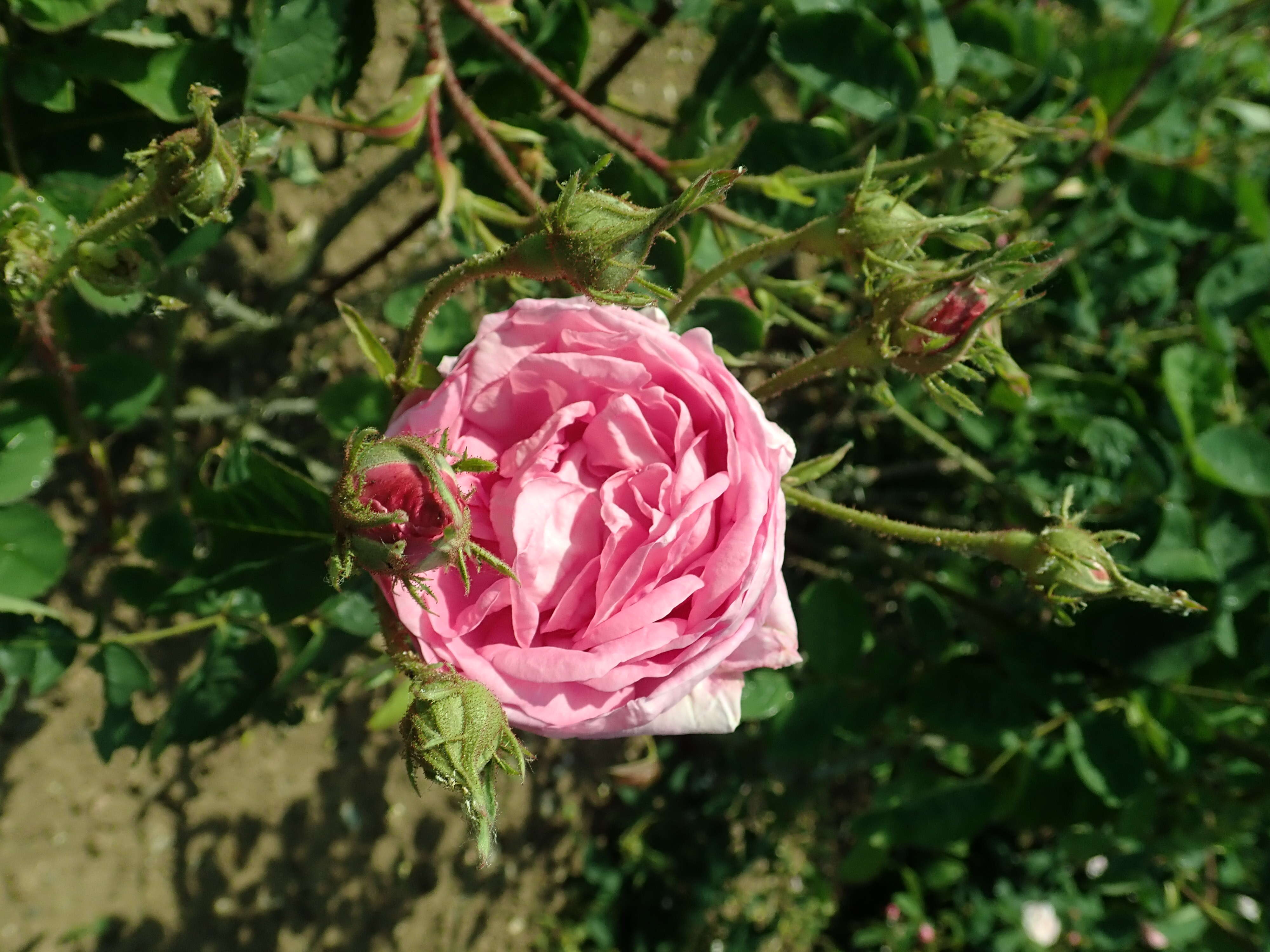 Plancia ëd Rosa centifolia L.