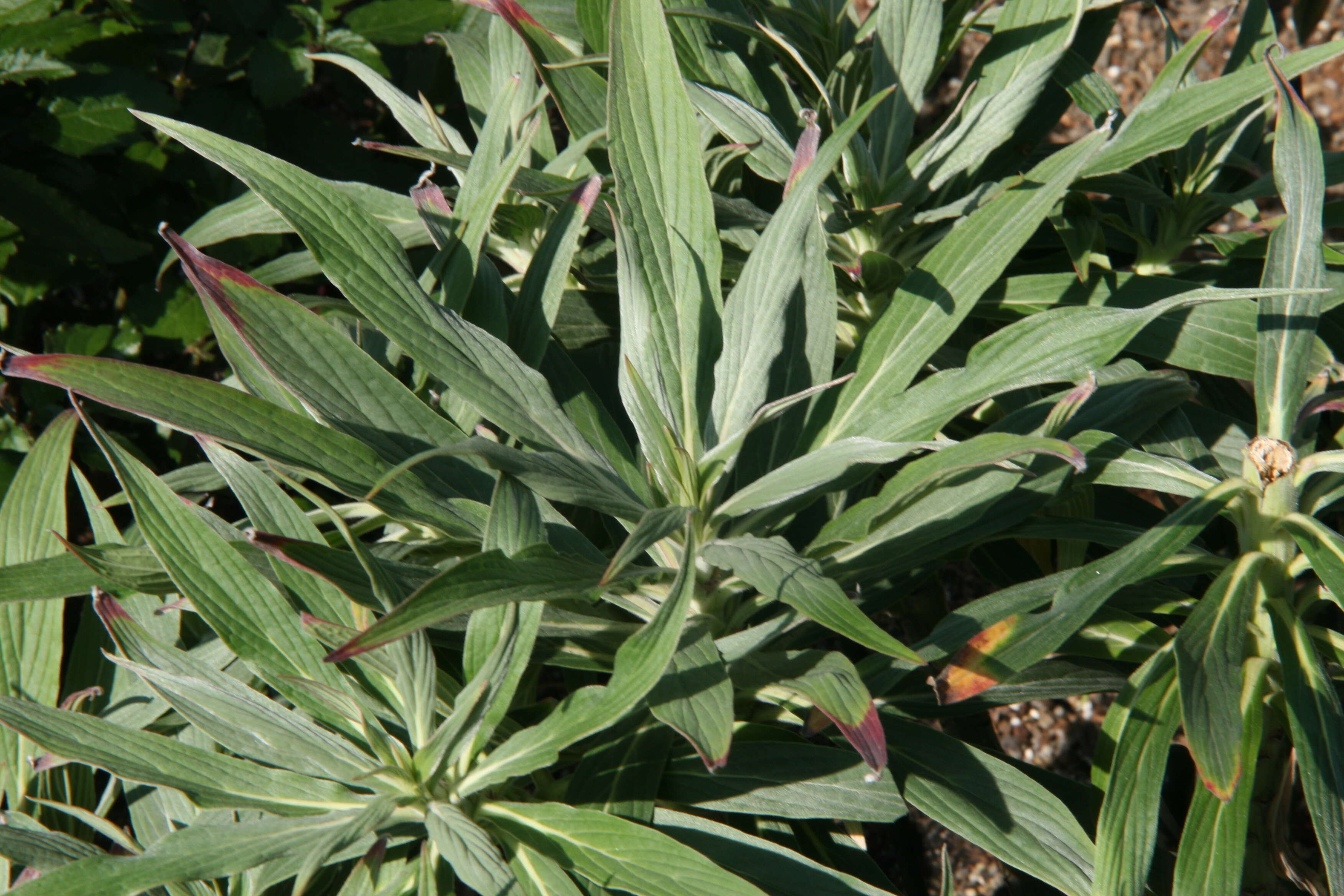 Imagem de Echium candicans L. fil.