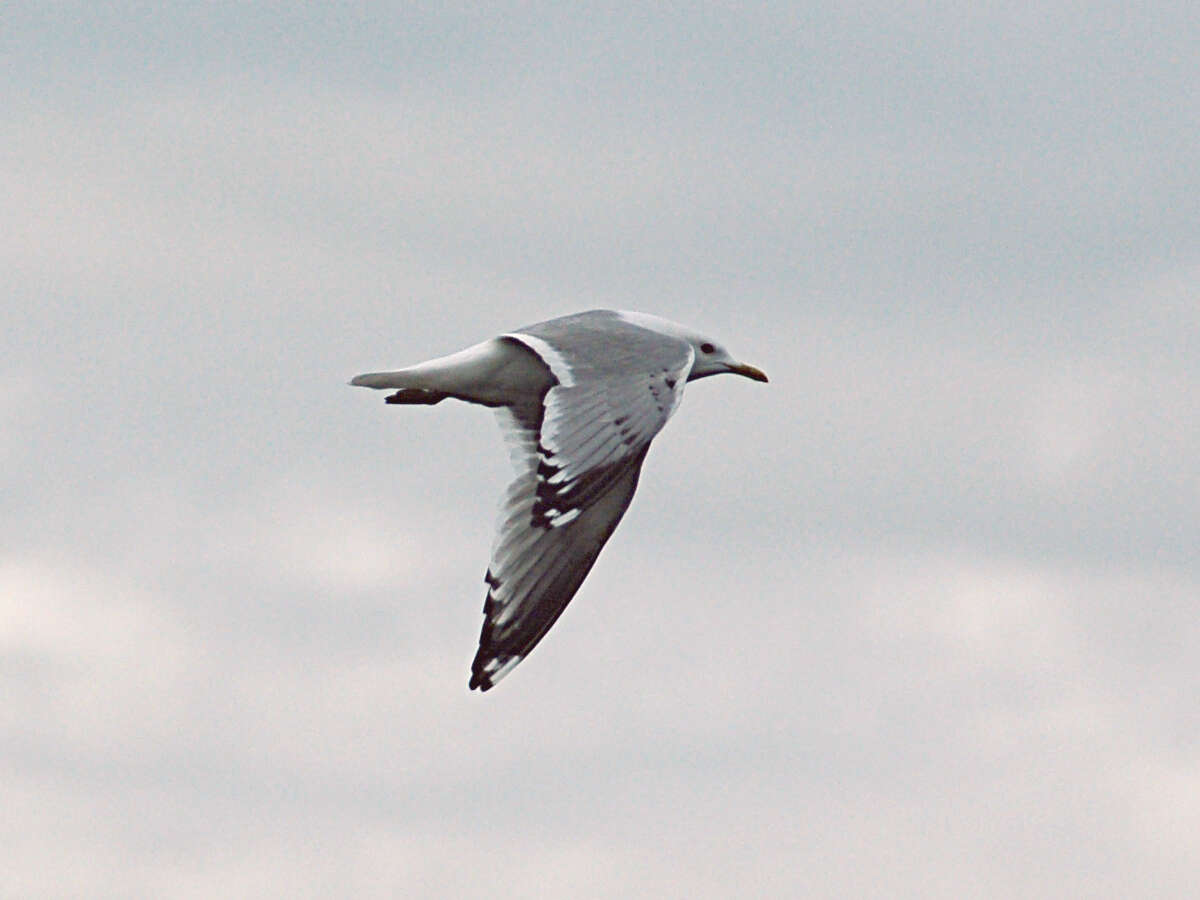 Image of Short-billed Gull