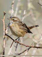 Image of Bluethroat