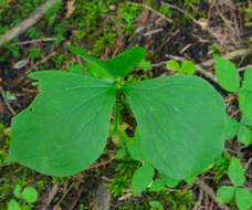 Imagem de Trillium grandiflorum (Michx.) Salisb.