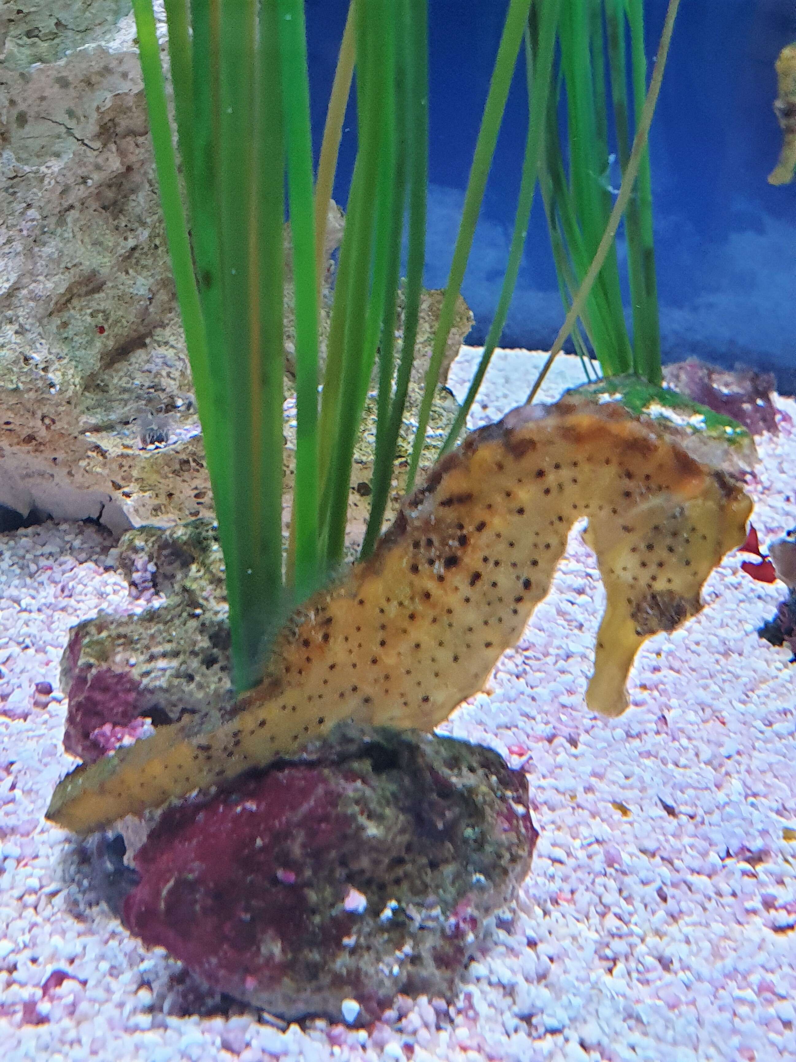 Image of Common seahorse