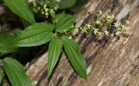 Sivun Rubia chinensis Regel & Maack kuva