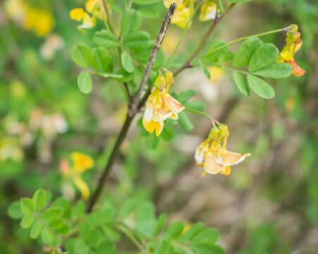 Image of Scorpion Senna