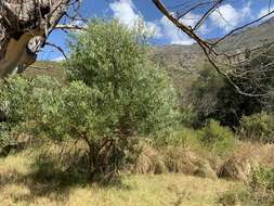 Image of Red-eyed Wattle