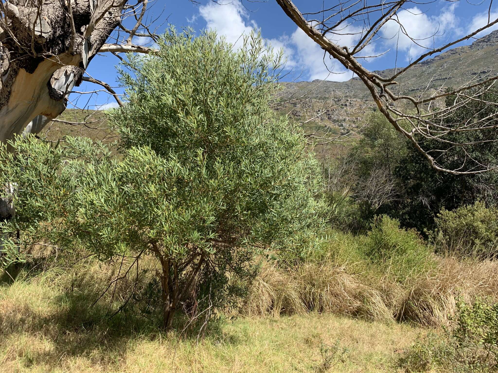 Image of Red-eyed Wattle