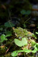 Image of Corybas vitreus Lehnebach