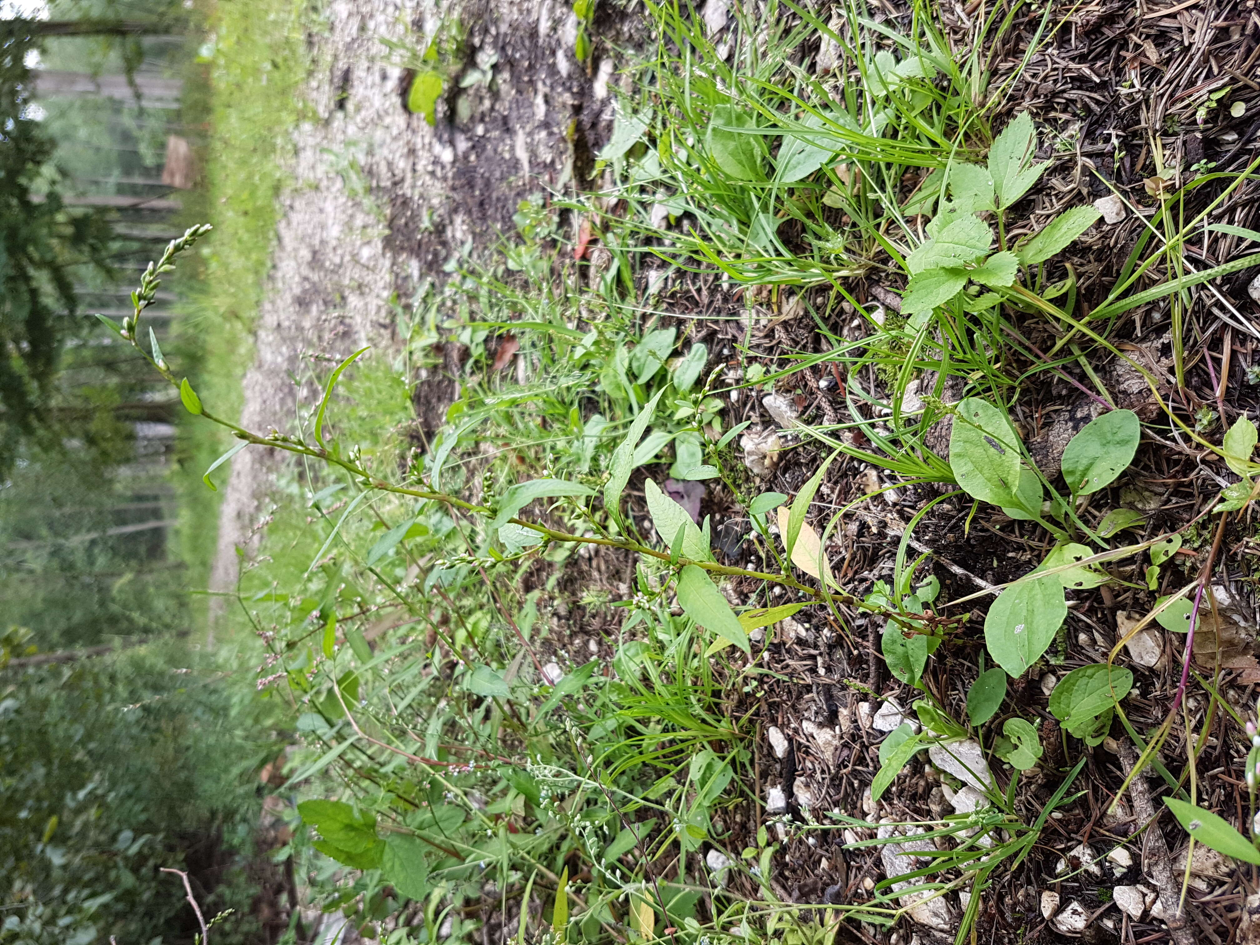 Image of Water-pepper