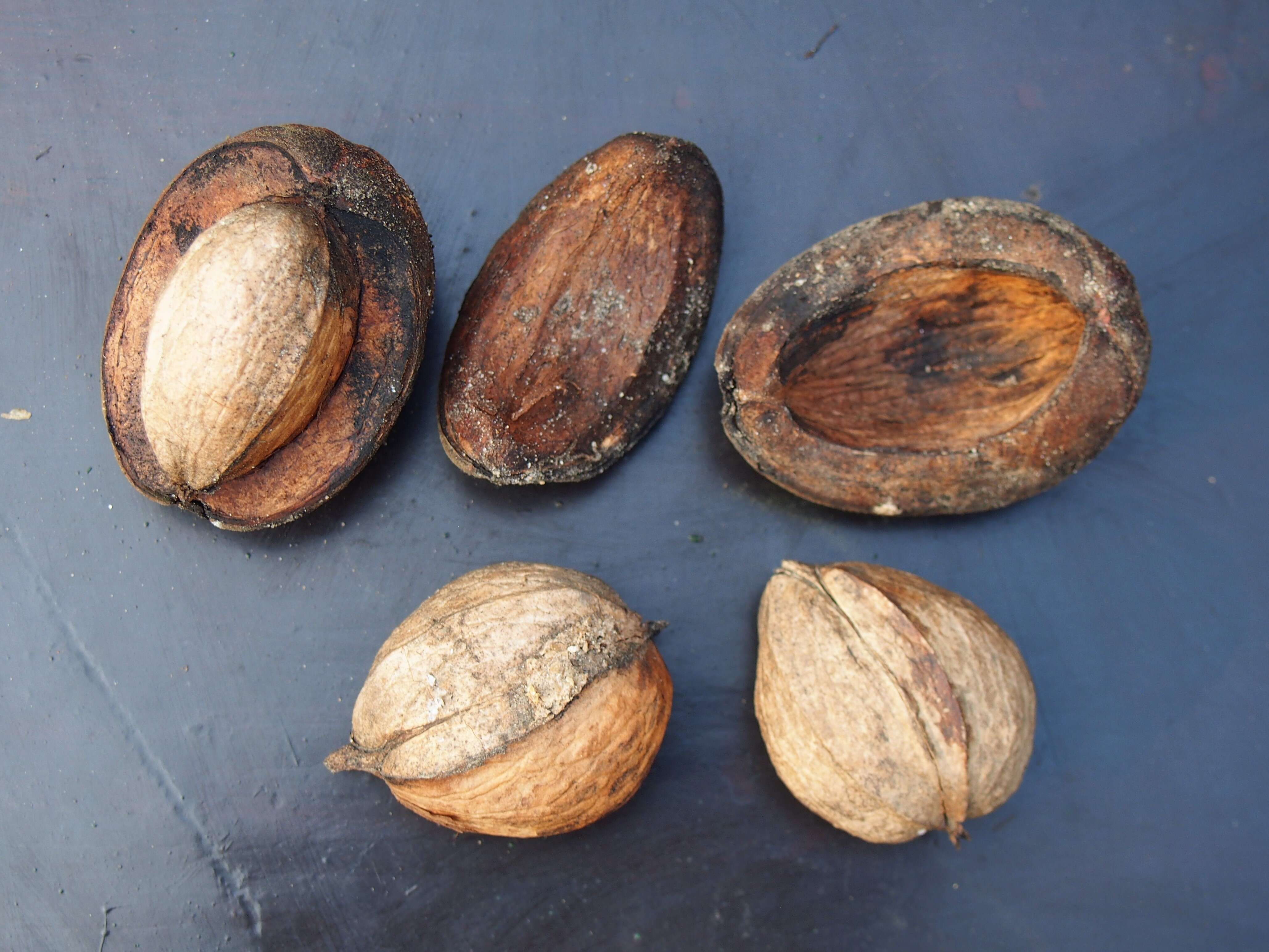 Image of shellbark hickory