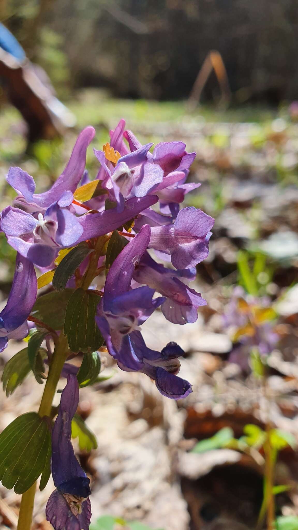 Plancia ëd Corydalis solida (L.) Clairv.