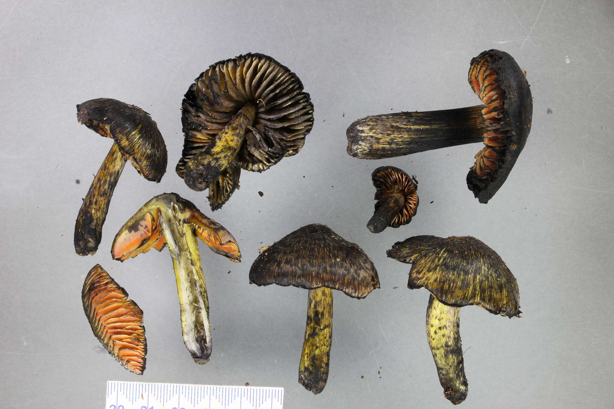 Image of Hygrocybe astatogala R. Heim ex Heinem. 1963