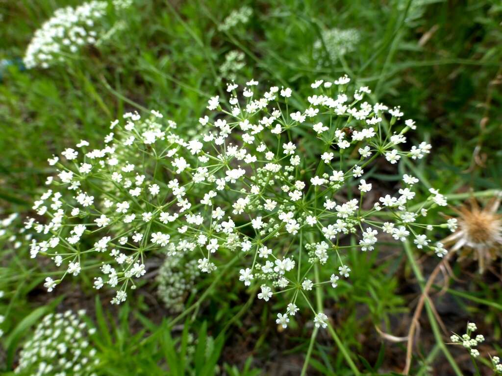 Image of longleaf