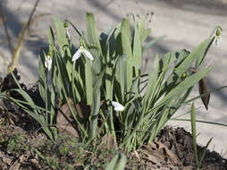 Image of giant snowdrop