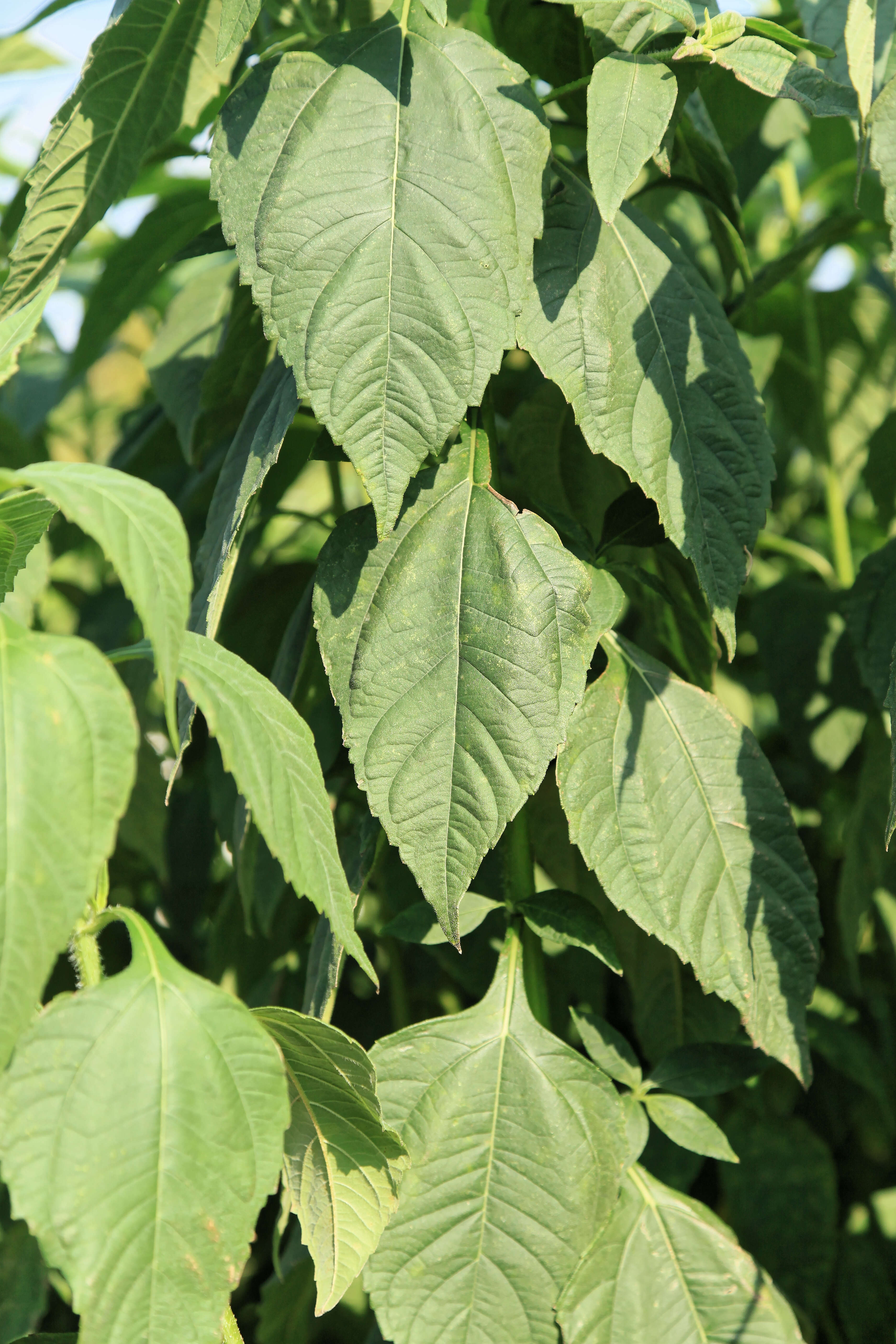 Image of Pale-Leaf Woodland Sunflower