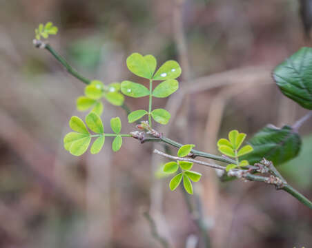 Image of Scorpion Senna