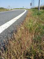 Image of stalked bur grass