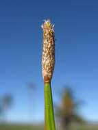 صورة Eleocharis cylindrostachys Boeckeler