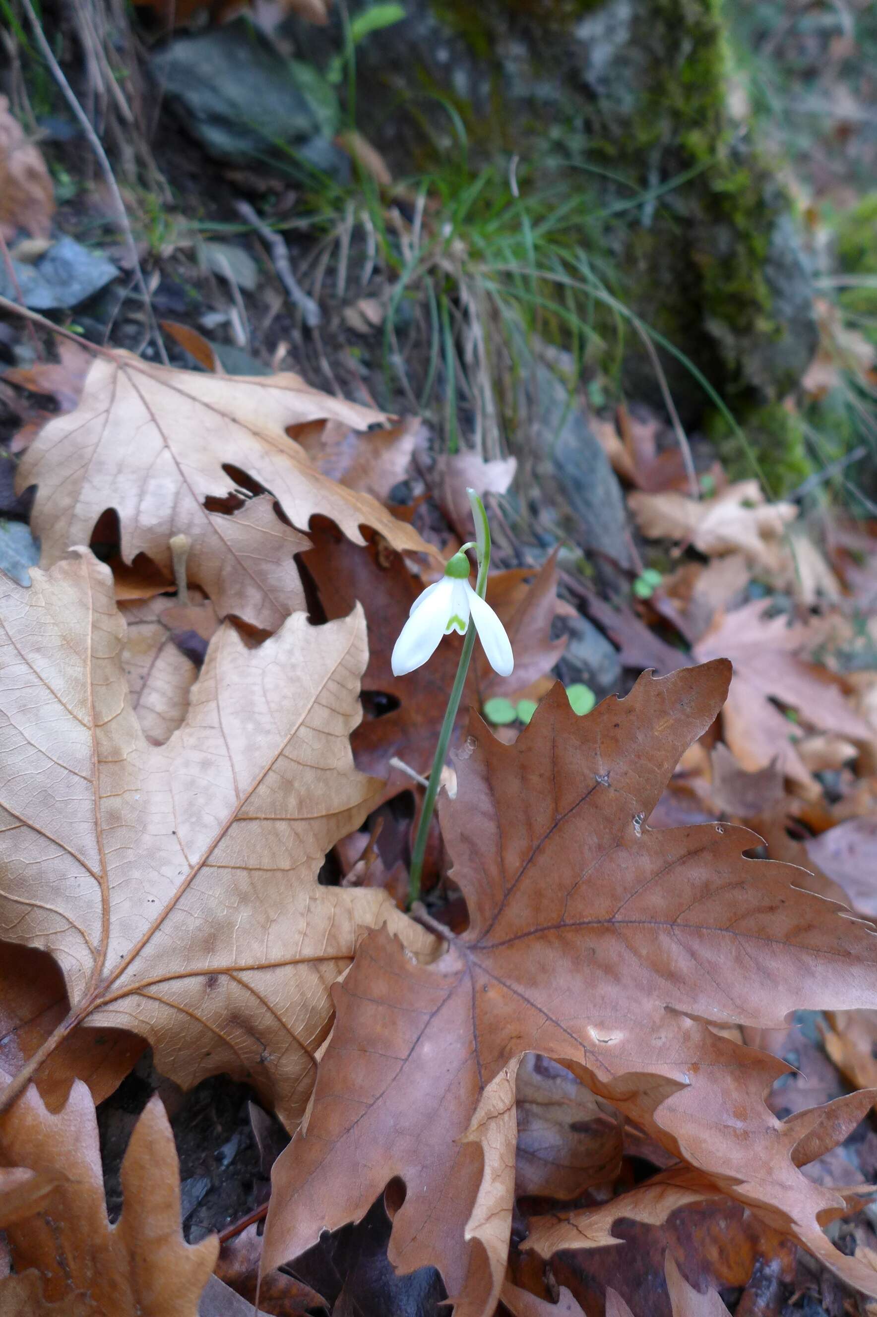 Image of Queen Olga's Snowdrop