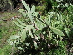 Image of Barbary Fig