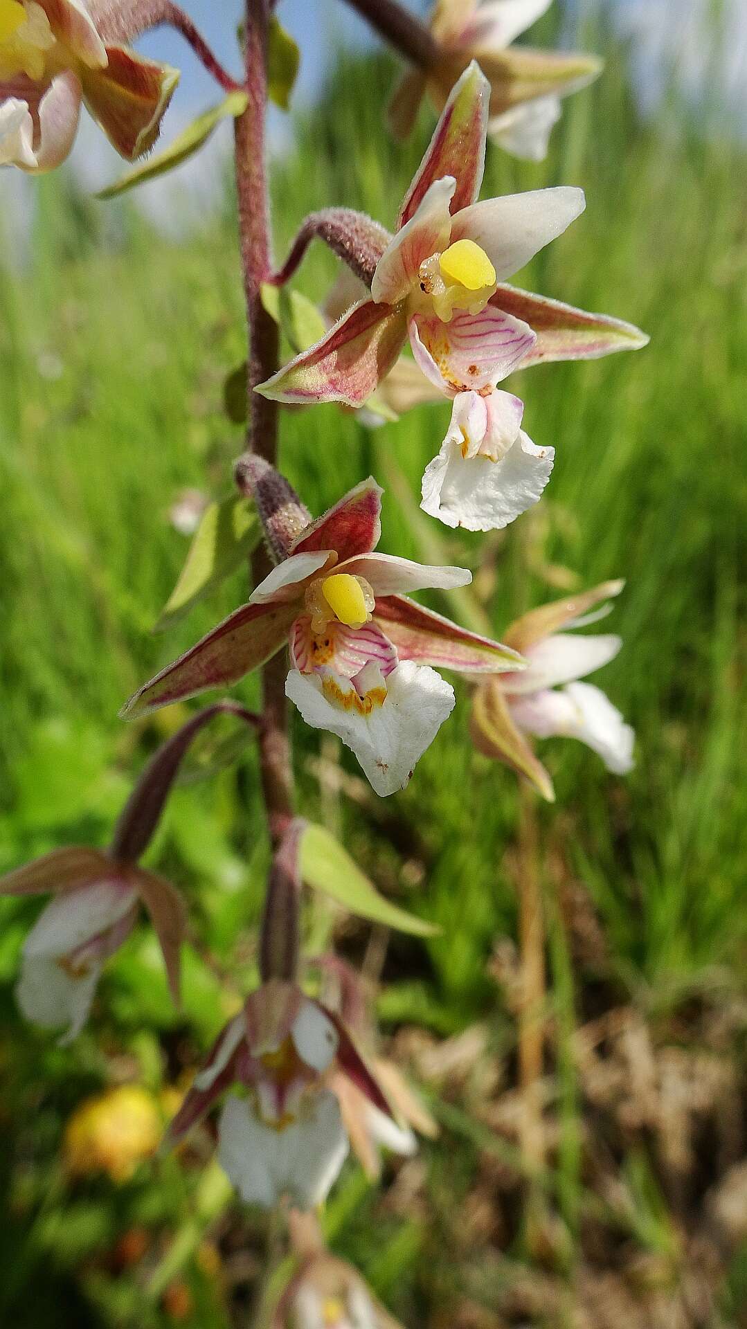 Imagem de Epipactis palustris (L.) Crantz