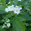 Imagem de Crataegus nigra Waldst. & Kit.