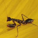 Image of Myrmecomantis atra Giglio-Tos 1913