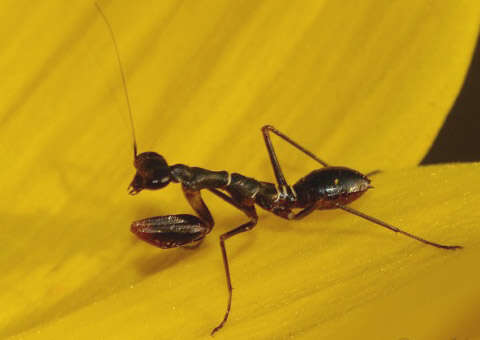 Image of Myrmecomantis atra Giglio-Tos 1913