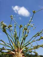 Image of Bulbous Rush