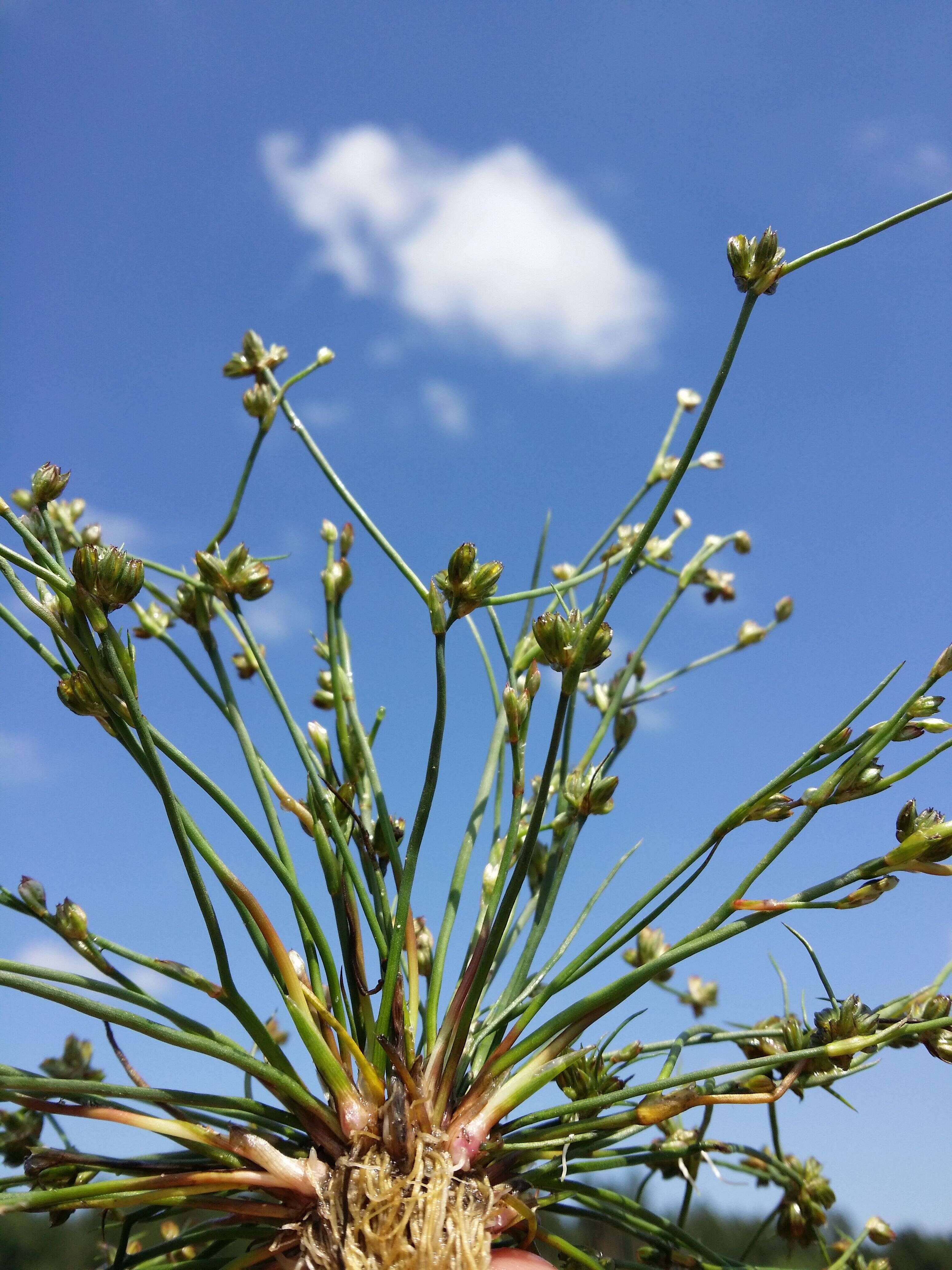 Juncus bulbosus L.的圖片