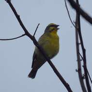 Image of Yellow-fronted Canary