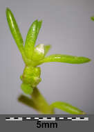 Image of water pygmyweed