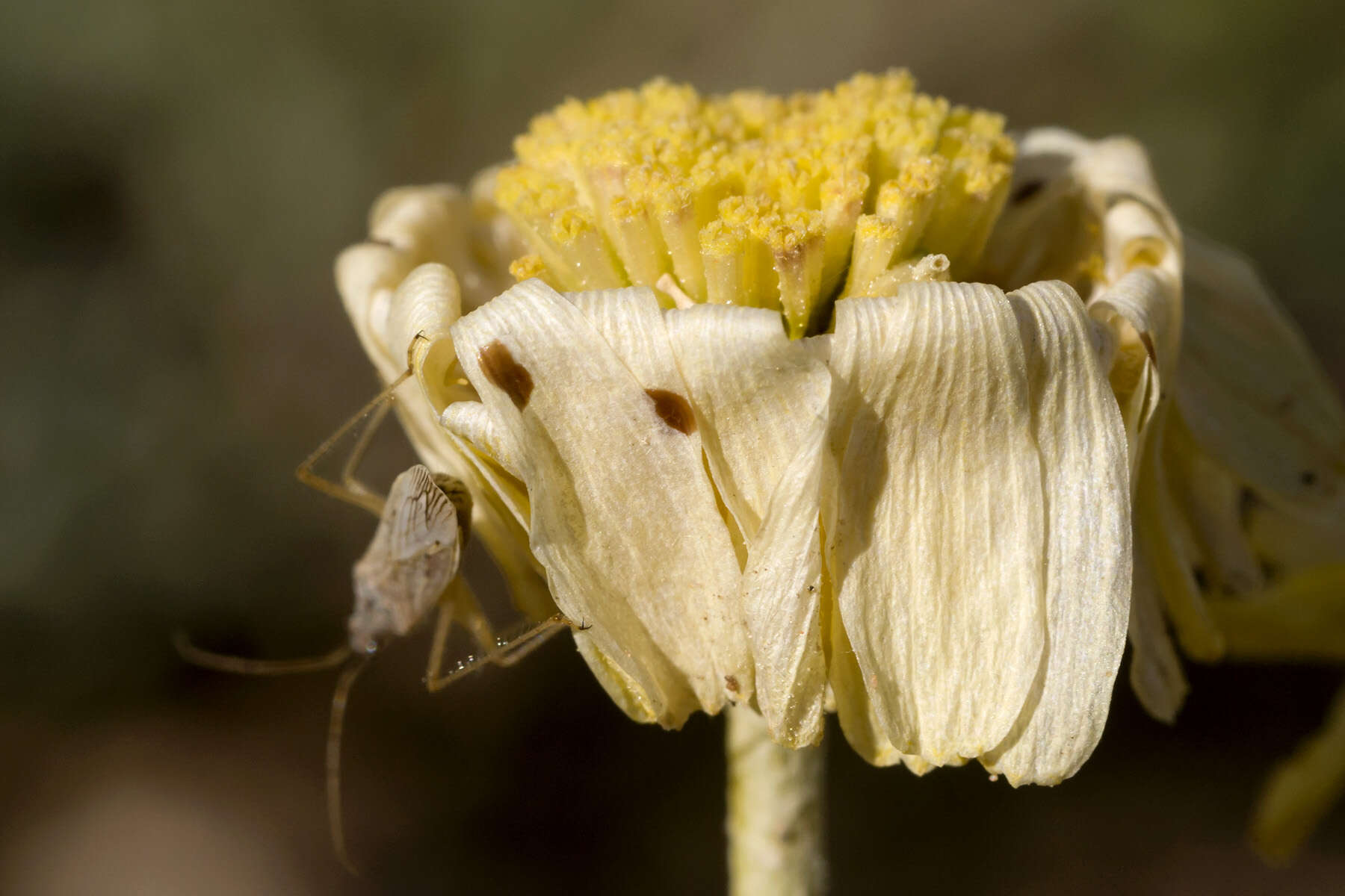 Image of desert marigold