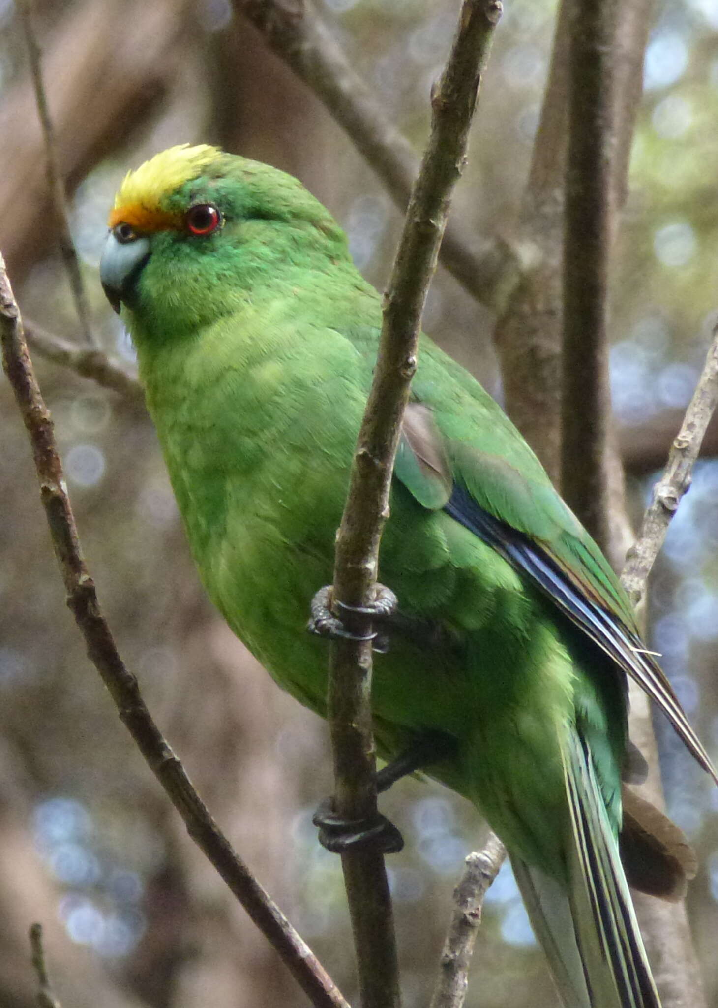 Image of Malherbe's Parakeet