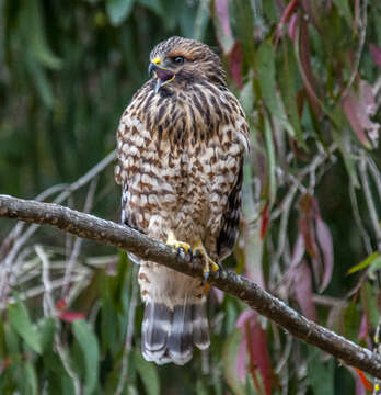 Image of Red-shouldered Hawk