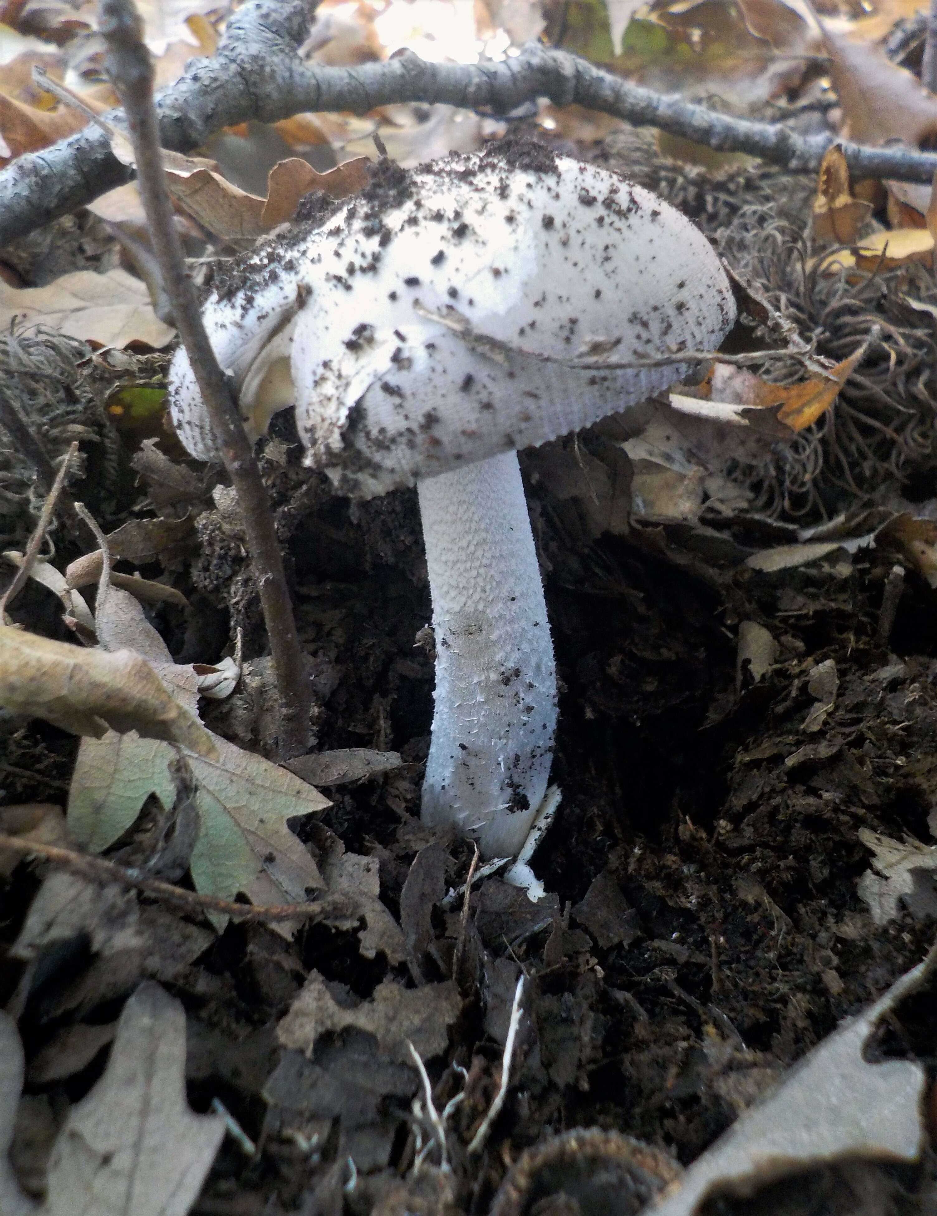 Image of Amanita mairei Foley 1949