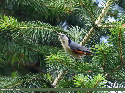 Слика од Sitta leucopsis Gould 1850