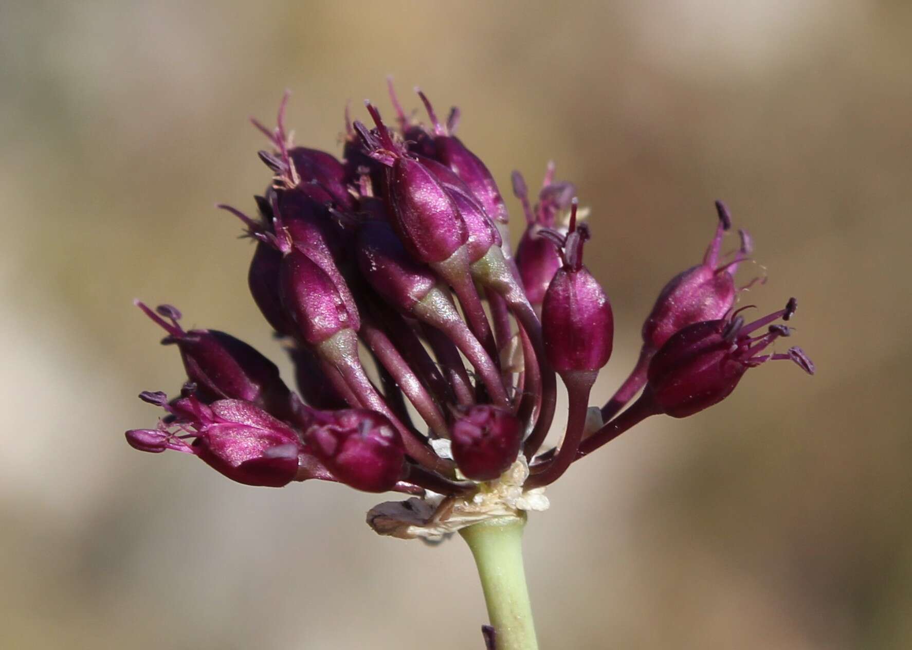 Image of broadleaf wild leek